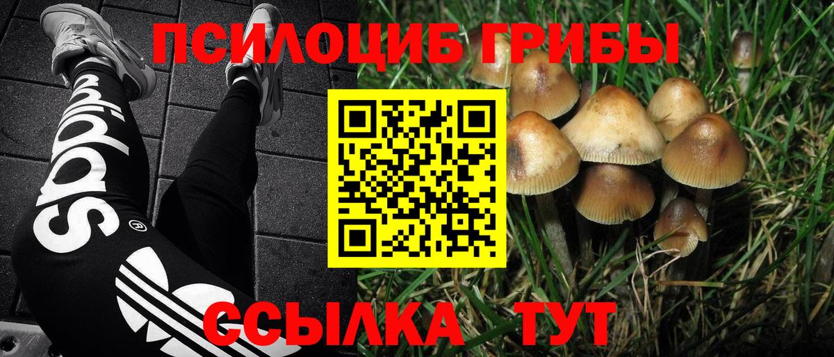 Псилоцибиновые грибы Psilocybe  Североморск 
